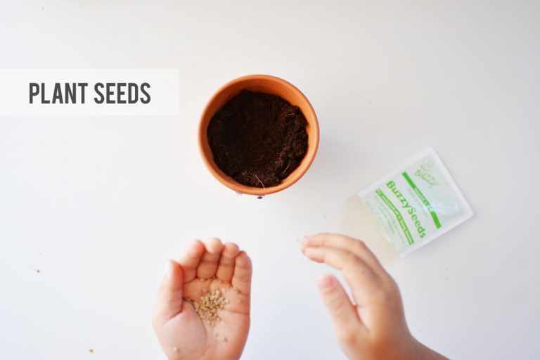 plant-seeds